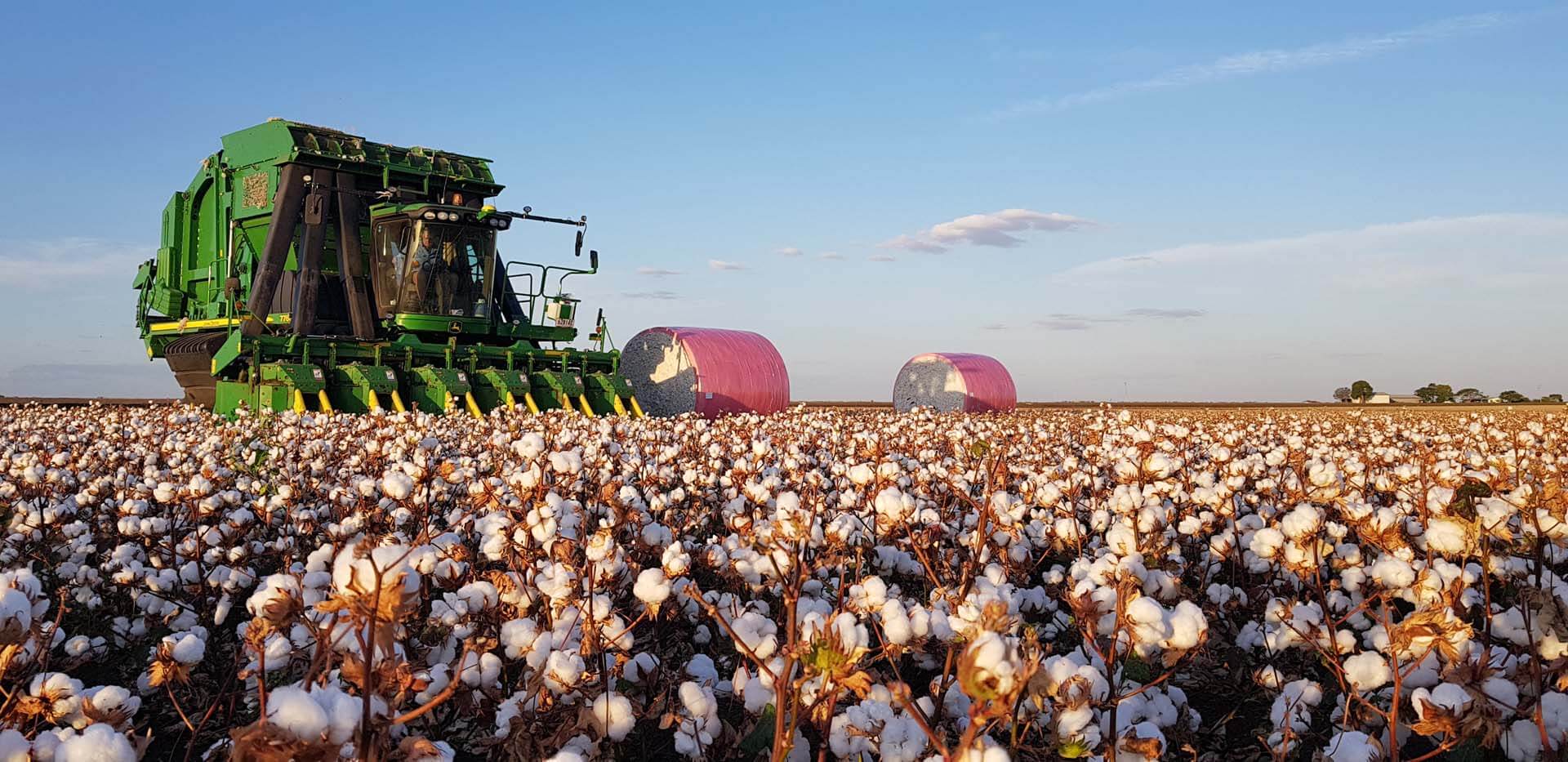 Baler in cotton field