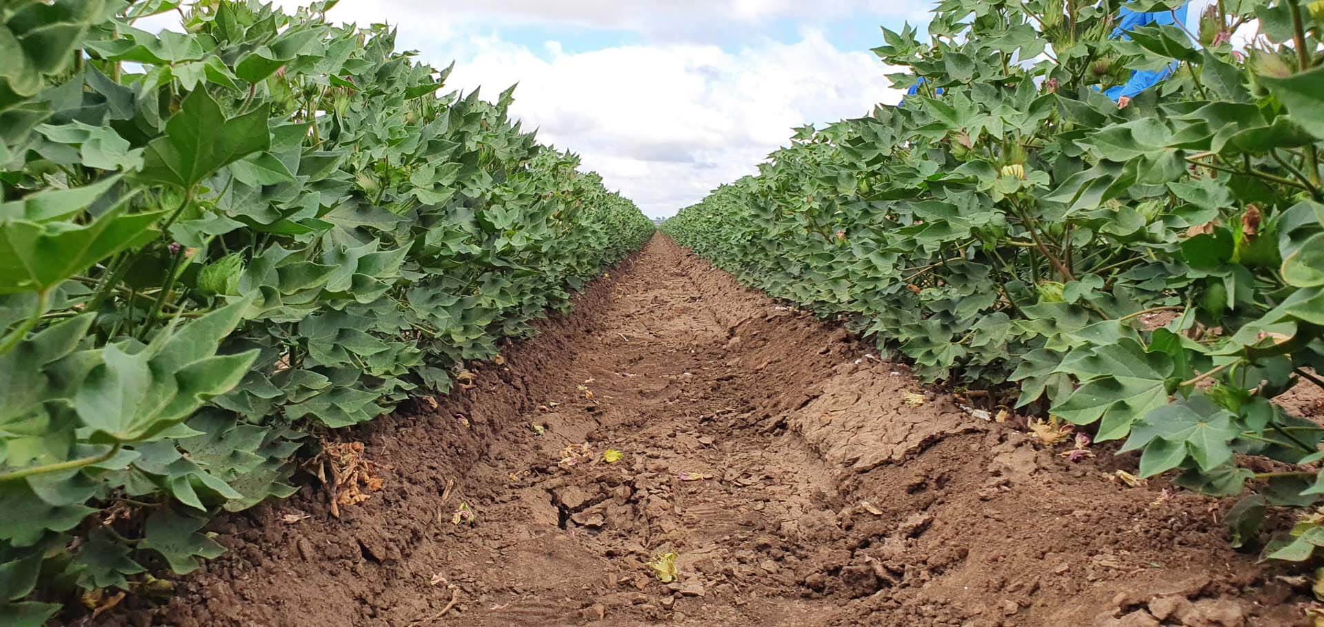 Cotton Rows