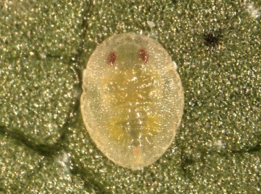 SLW Red Eye Nymph