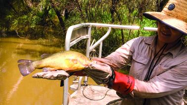 Golden perch