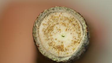 cross section of plant stem