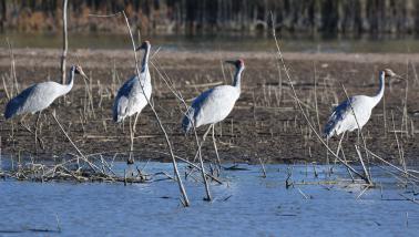 birds on water