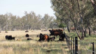 field with cattle