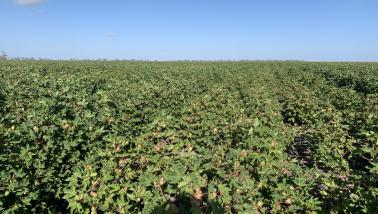 Variable cotton growth due to poor pre-season N fertiliser application