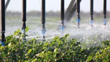 irrigation