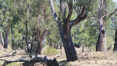 River red gums