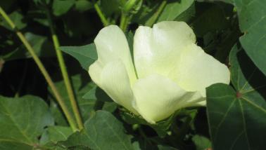 Cotton flower