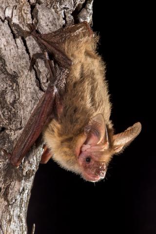 bat