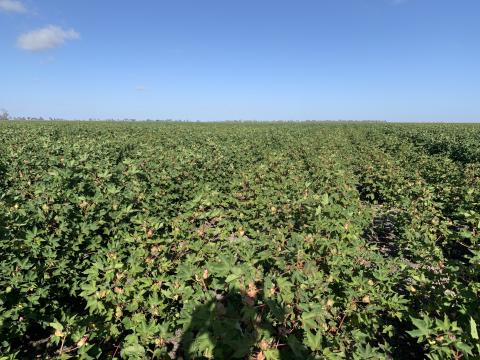 Variable cotton growth due to poor pre-season N fertiliser application