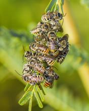 Bees
