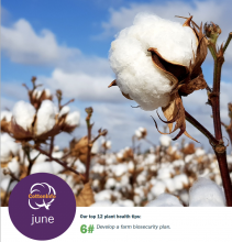 cotton plant