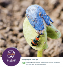 germinating plant