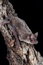 The Southern Free-tailed Bat