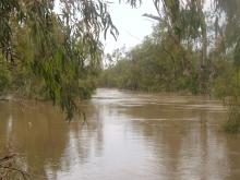 Condamine River