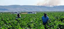 NA weed surveys