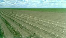 Seedling damage example